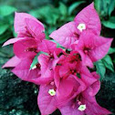 Bougainvillea