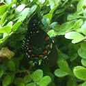 Pipevine swallowtail butterfly