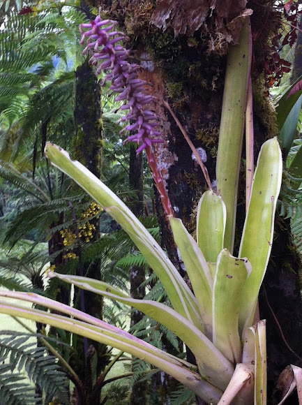 Spotting Image 1