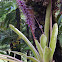 Bromelia