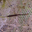 Water Scorpion