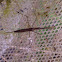 Water Scorpion