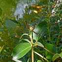 Orb Weaver Spider