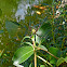 Orb Weaver Spider