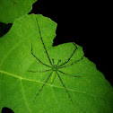Green Lynx Spider(Male)
