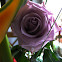 Violet garden rose