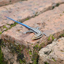 Blue Tailed Skink