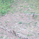 Eastern Chipmunk