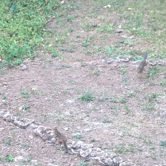 Spotting Image 1