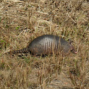 Armadillo