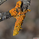 Lichen
