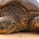 Green Sea Turtle