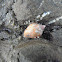 mollusk