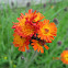 Orange hawkweed