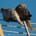 Collared Dove; Tórtola Turca