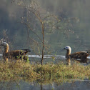 Ruddy Shelduck
