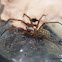 Dust spider