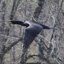 Double-Crested Cormorant