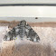 Pawpaw sphinx