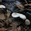 uncertain mushroom