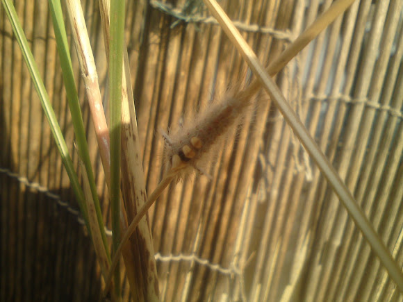 Spotting Image 1