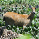 Cervo-do-pantanal