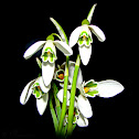 Snowdrops