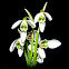 Snowdrops