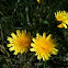 yellow hawkweed