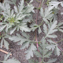 Beach plant