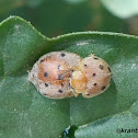 Ladybeetle