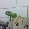 Iguana