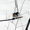 Black-capped Chickadee