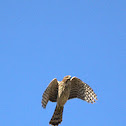Cooper's Hawk