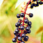 American Pokeweed