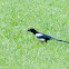 Magpie