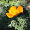 California Poppy