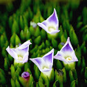 Bromeliad