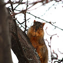 Fox Squirrel