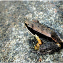 Bronzed frog