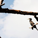 Indian Cormorant