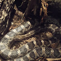 culebra ratonera