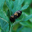 Flea Beetle