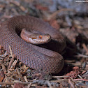 Common Adder