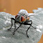 Flesh Fly