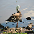 Snow Goose (Blue Phase)