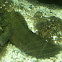 Blenido