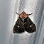 Dusky Groundling Moth