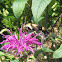 Snowberry Clearwing Hummingbird Moth