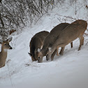 Deer